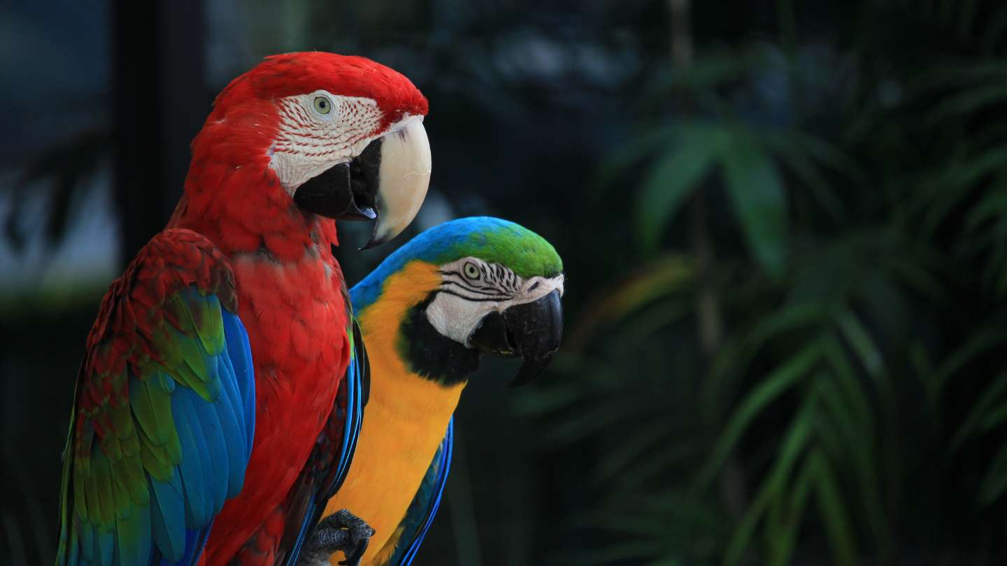 Immerse Yourself in Nature: Bali Bird Park & Monkey Forest Adventure