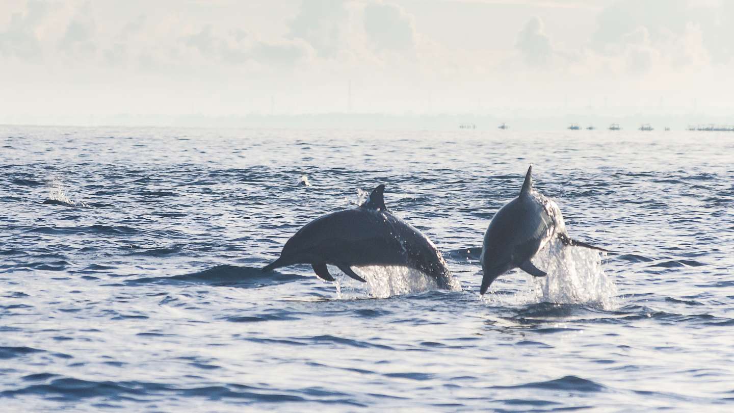 Lovina’s Aquatic Adventure: Dolphins & Snorkeling Thrills!