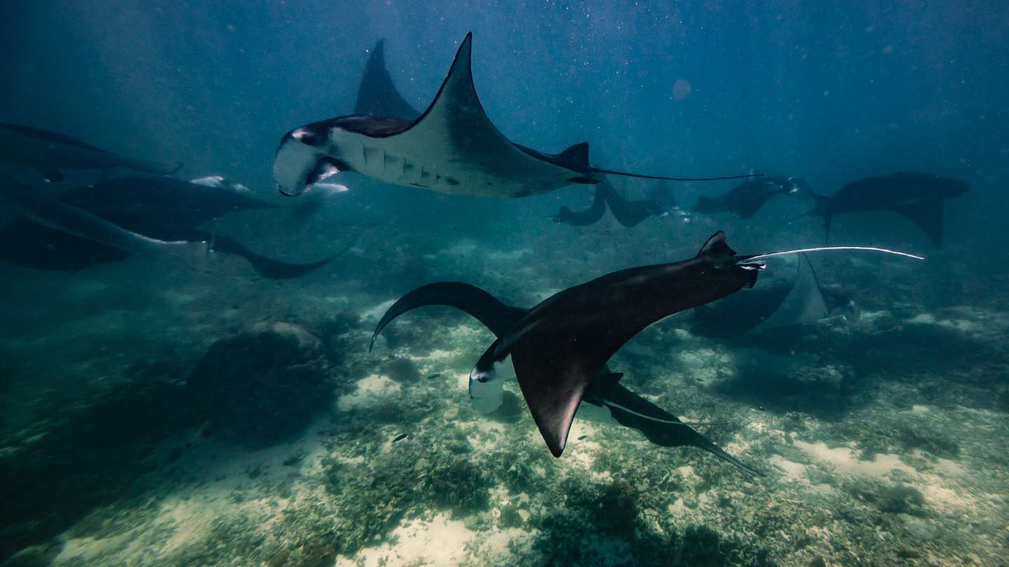 Nusa Penida Snorkeling Adventure: Dive into Underwater Paradise
