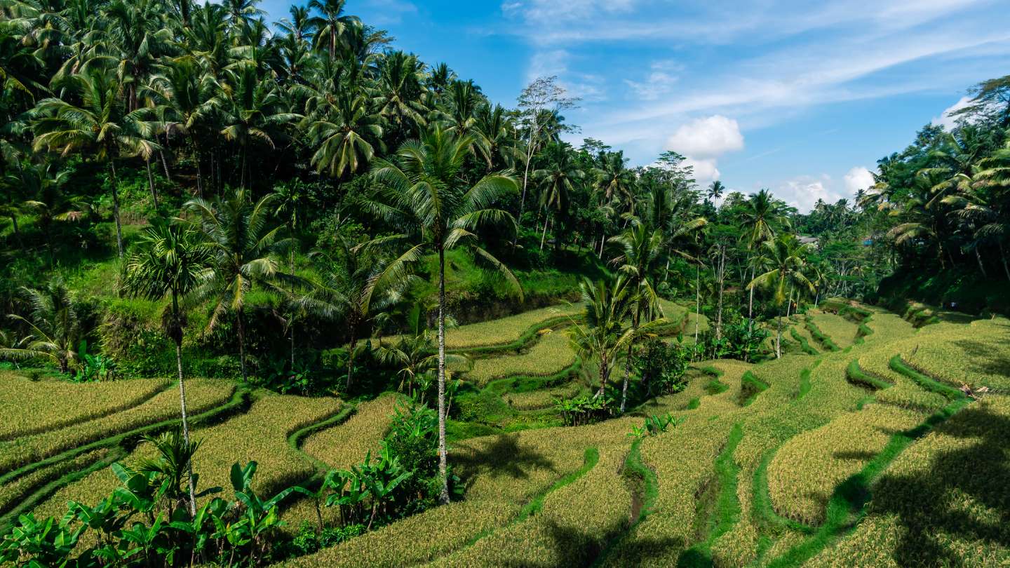Enchanting Journey through Ubud’s Rice Terrace Magic