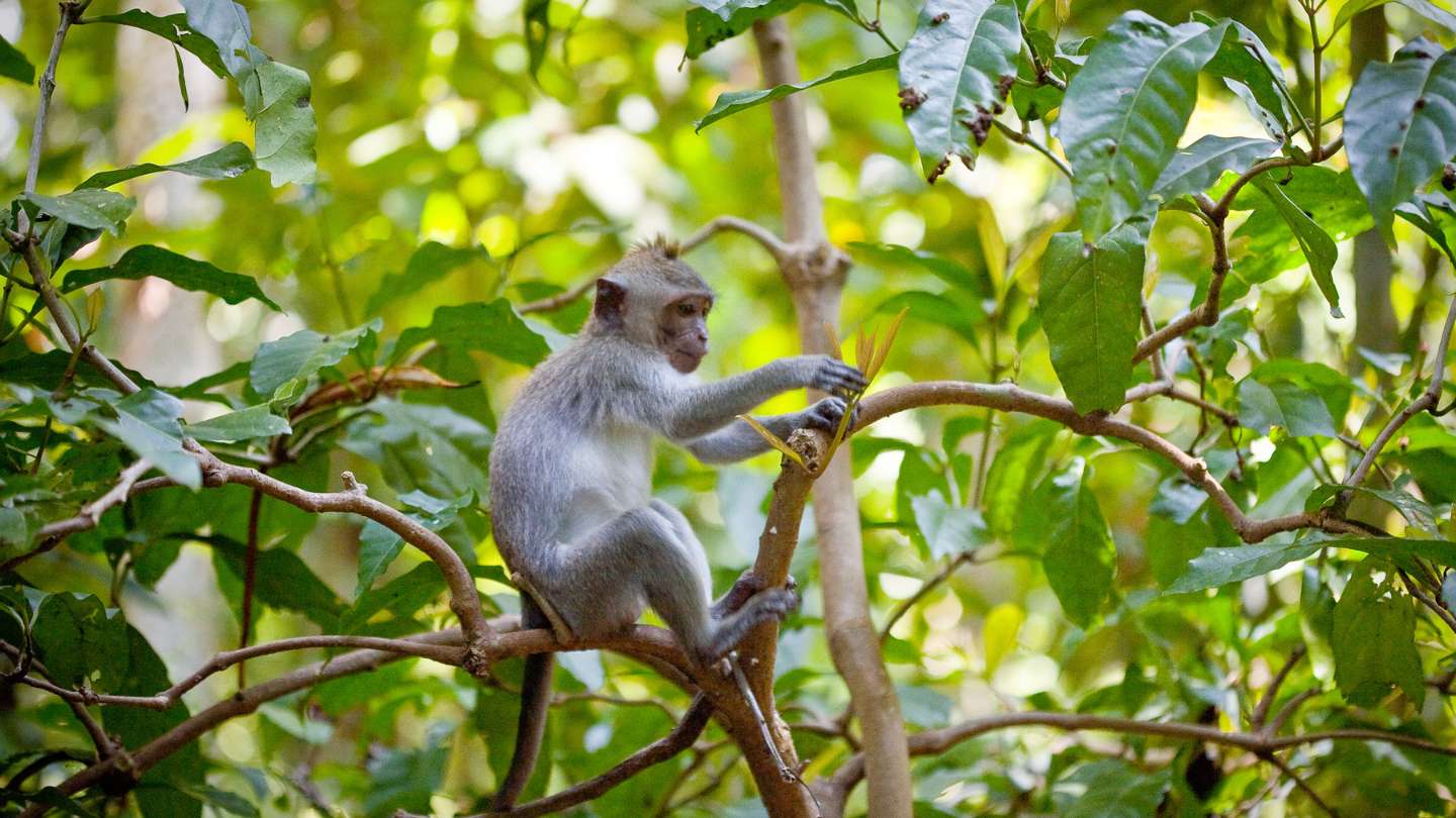 Immerse Yourself in Nature: Bali Bird Park & Monkey Forest Adventure