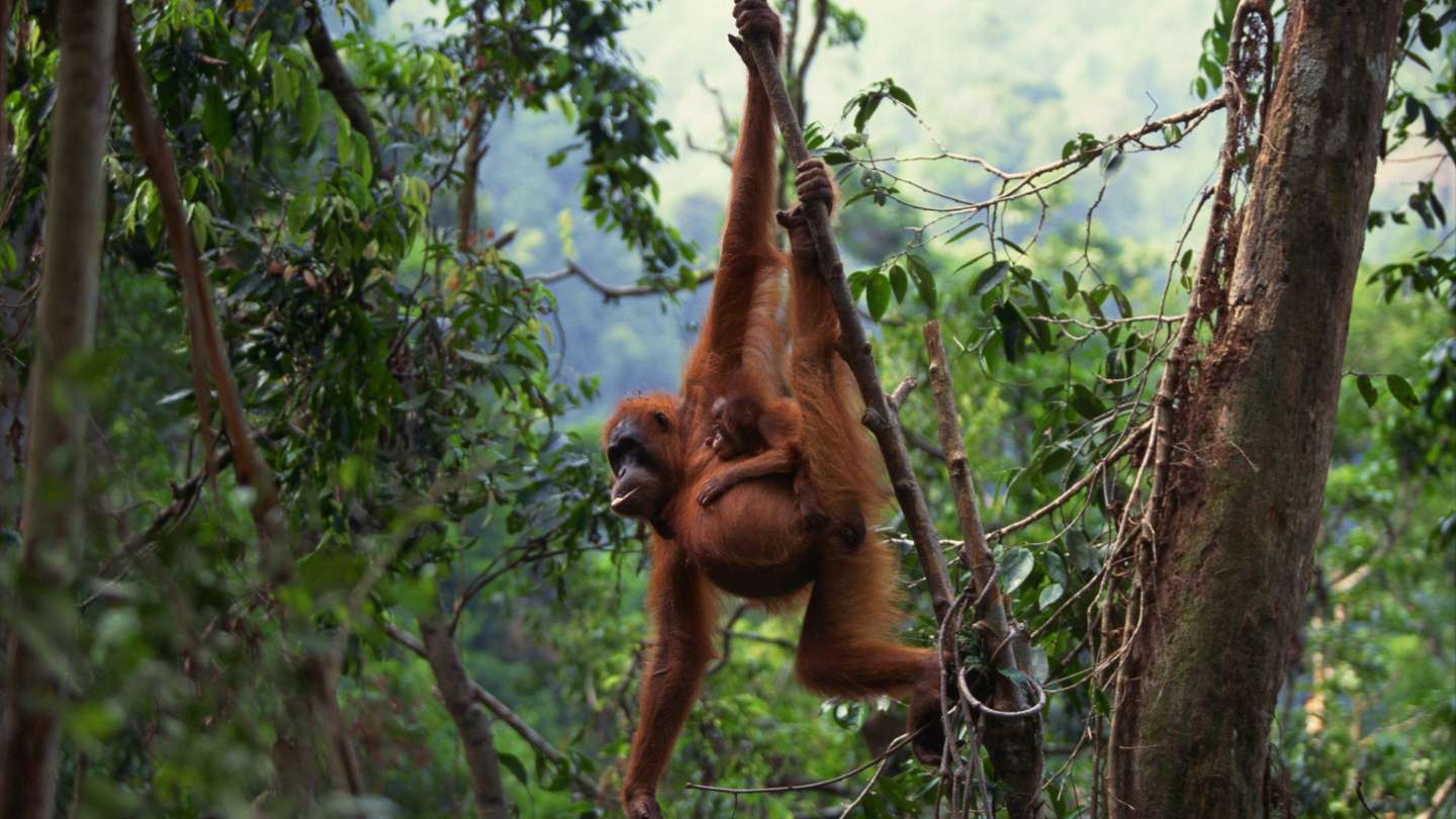Experience a Bali Breakfast with Orangutans & ATV Adventure